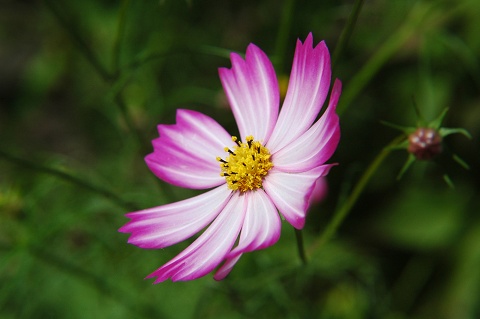 Flowers in the garden